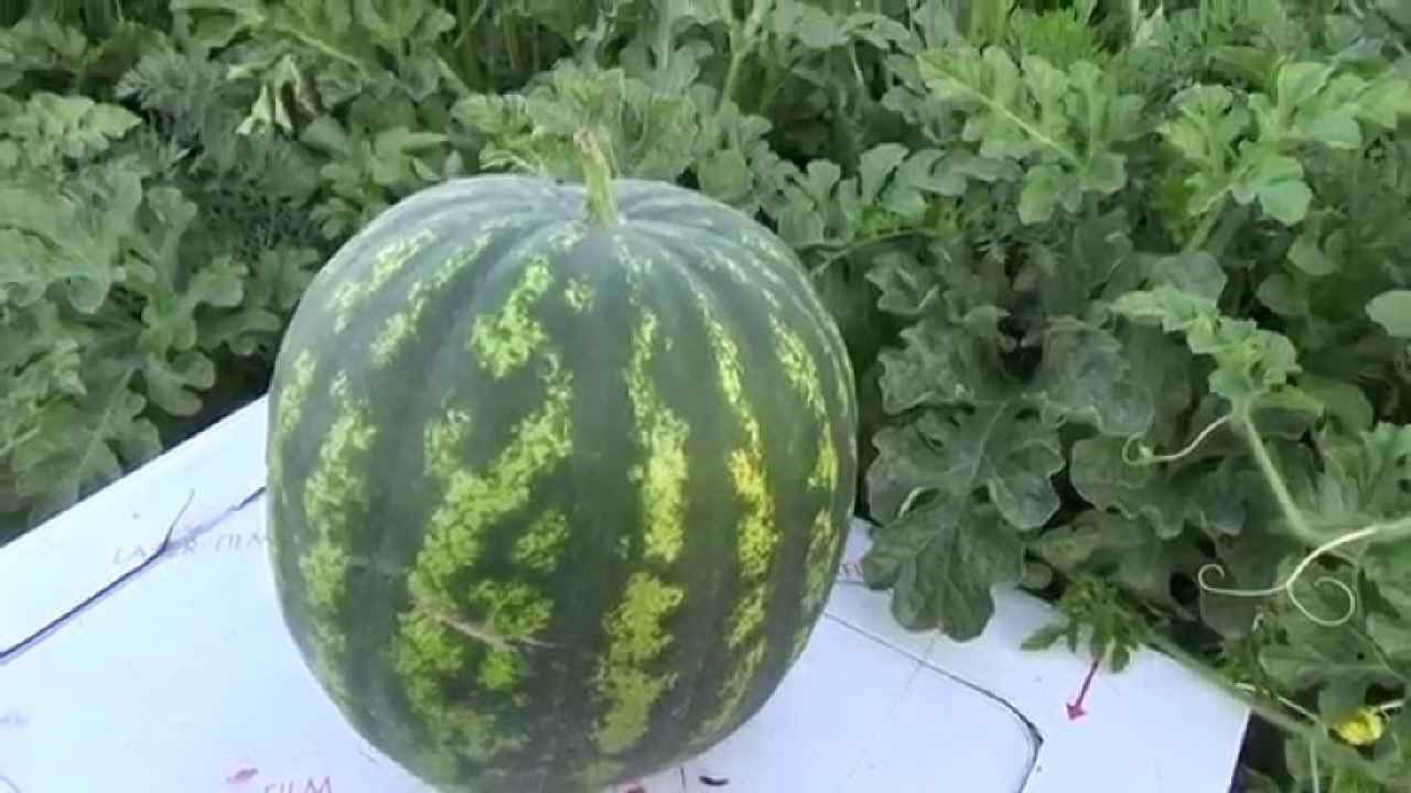 Особенности выращивания арбуза в средней полосе - Бобёр.ру